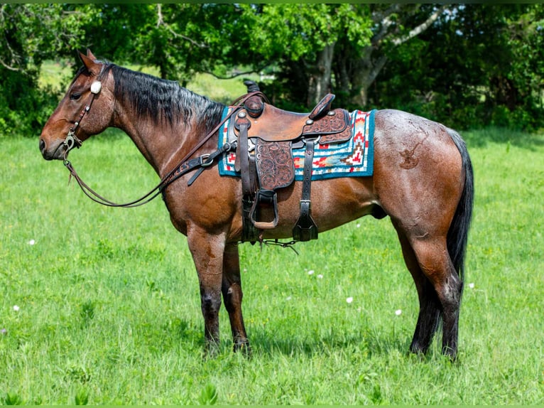American Quarter Horse Gelding 8 years 15 hh Roan-Bay in Madill