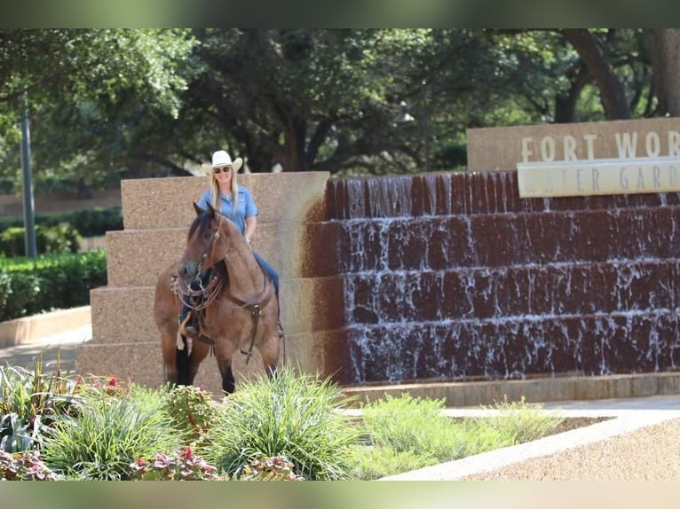 American Quarter Horse Gelding 8 years 15 hh Roan-Bay in Joshua, TX