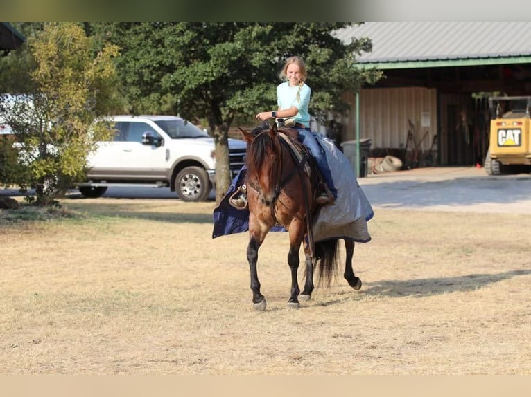American Quarter Horse Gelding 8 years 15 hh Roan-Bay in Joshua, TX