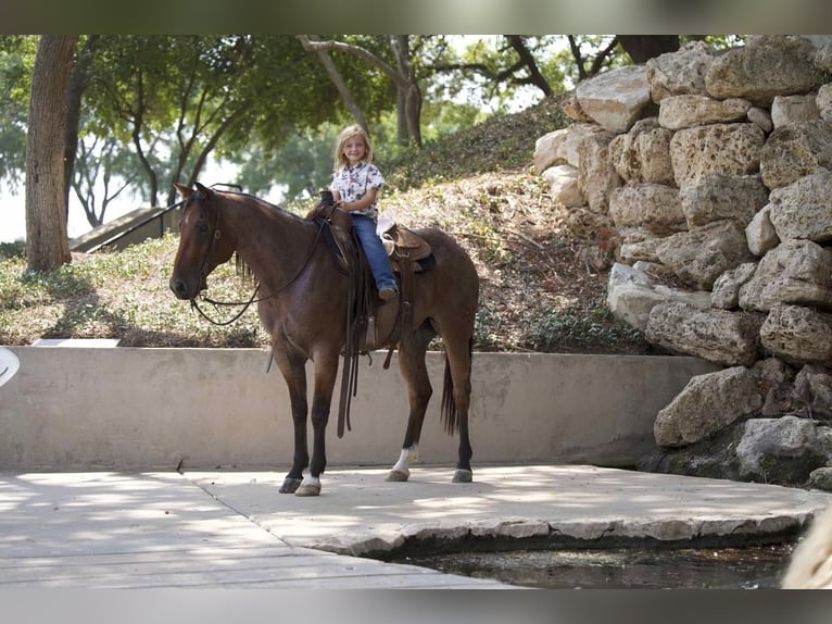 American Quarter Horse Gelding 8 years 15 hh Roan-Bay in Waco, TX