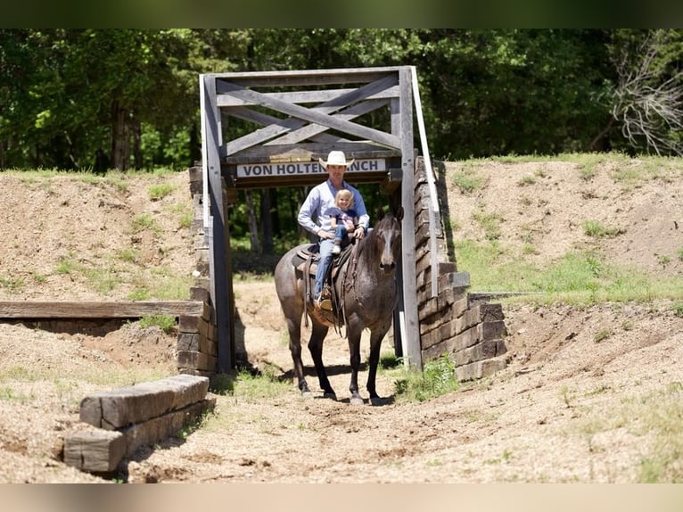 American Quarter Horse Gelding 8 years 15 hh Roan-Bay in sweet Springs MO