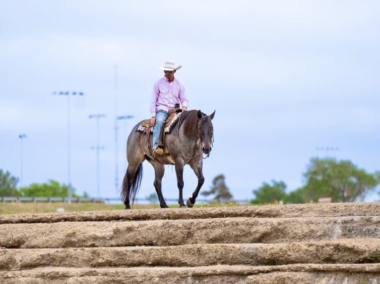 American Quarter Horse Gelding 8 years 15 hh Roan-Bay in sweet Springs MO