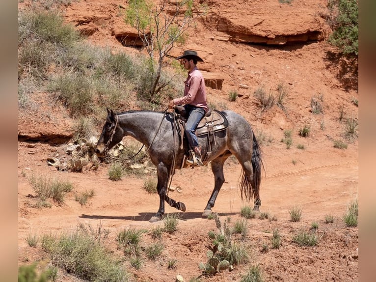 American Quarter Horse Gelding 8 years 15 hh Roan-Bay in Sweet Springs MO