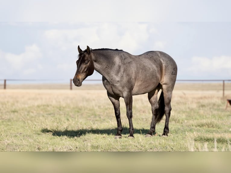 American Quarter Horse Gelding 8 years 15 hh Roan-Bay in sweet Springs MO