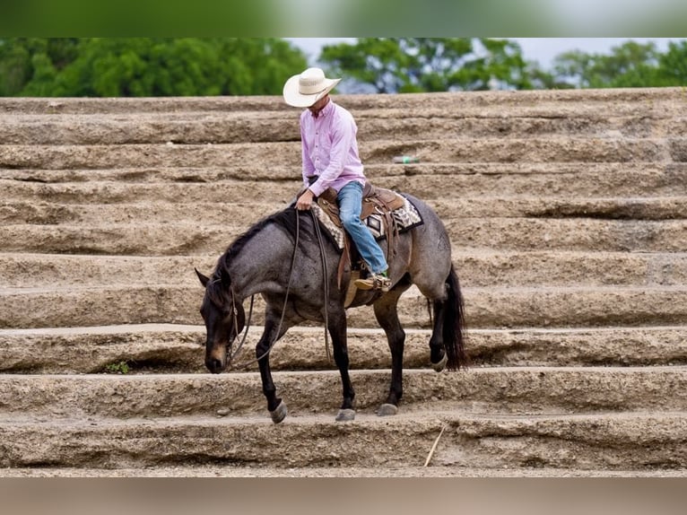 American Quarter Horse Gelding 8 years 15 hh Roan-Bay in sweet Springs MO