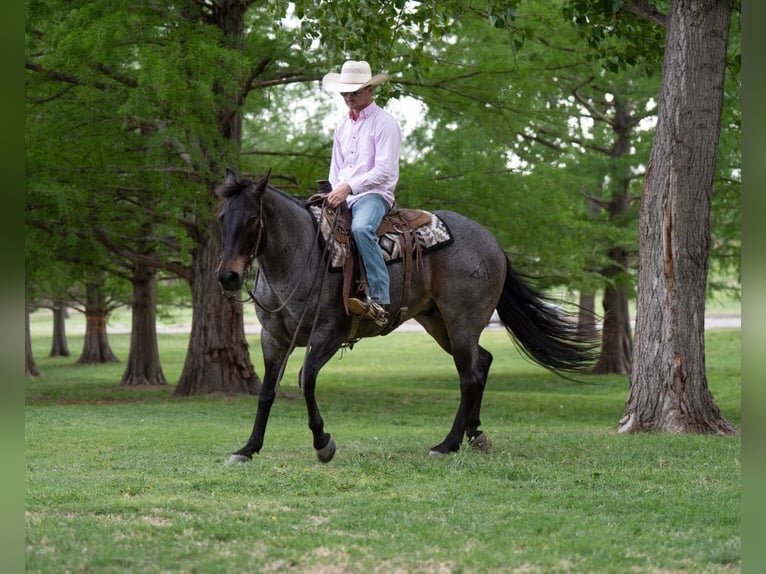 American Quarter Horse Gelding 8 years 15 hh Roan-Bay in Sweet Springs MO