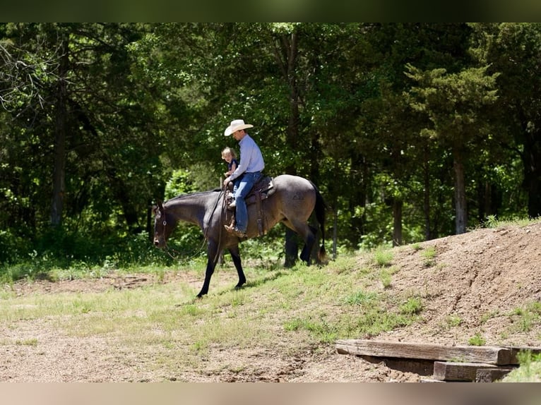 American Quarter Horse Gelding 8 years 15 hh Roan-Bay in sweet Springs MO