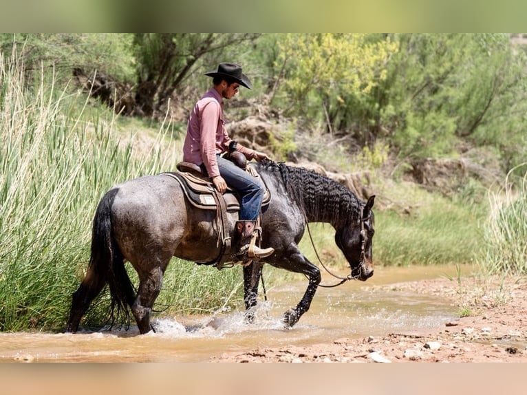 American Quarter Horse Gelding 8 years 15 hh Roan-Bay in sweet Springs MO