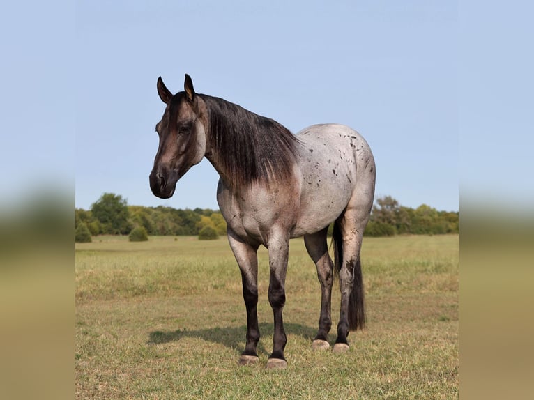 American Quarter Horse Gelding 8 years 15 hh Roan-Blue in Buffalo, MO