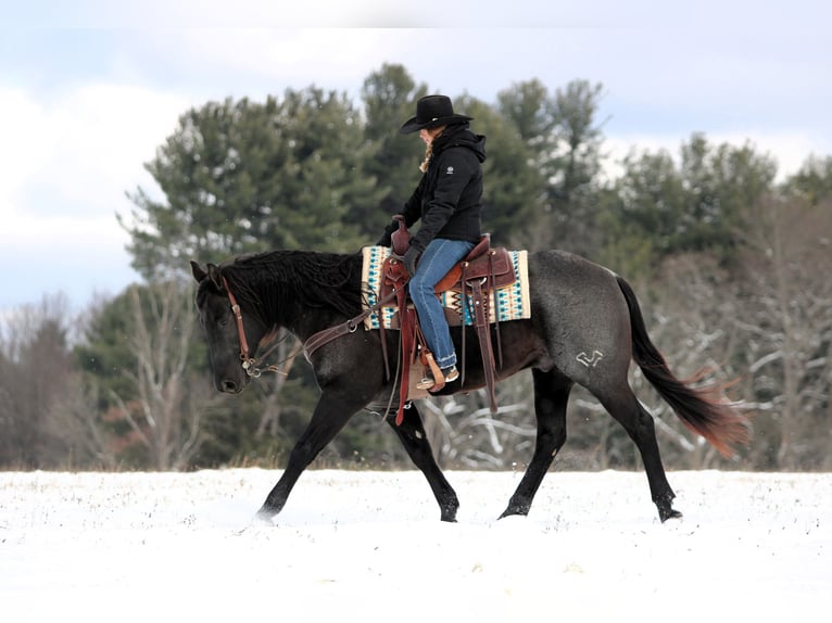 American Quarter Horse Gelding 8 years 15 hh Roan-Blue in Clarion