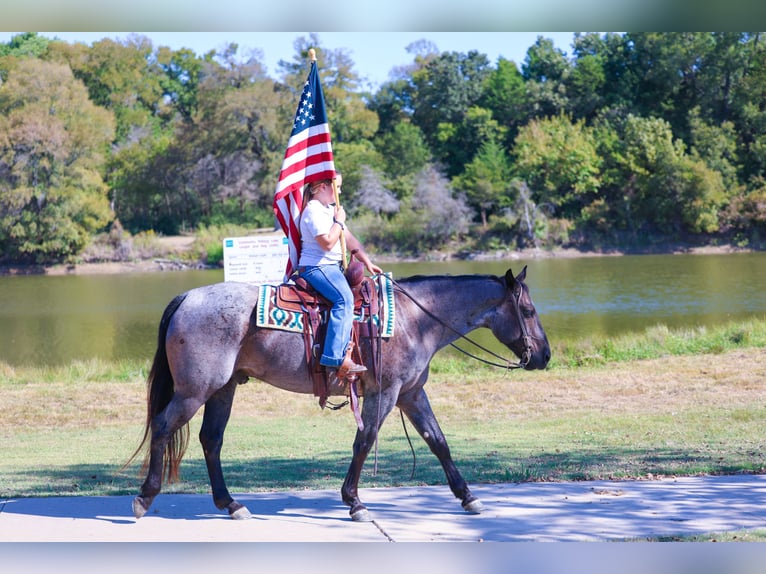 American Quarter Horse Gelding 8 years 15 hh Roan-Blue in Forney