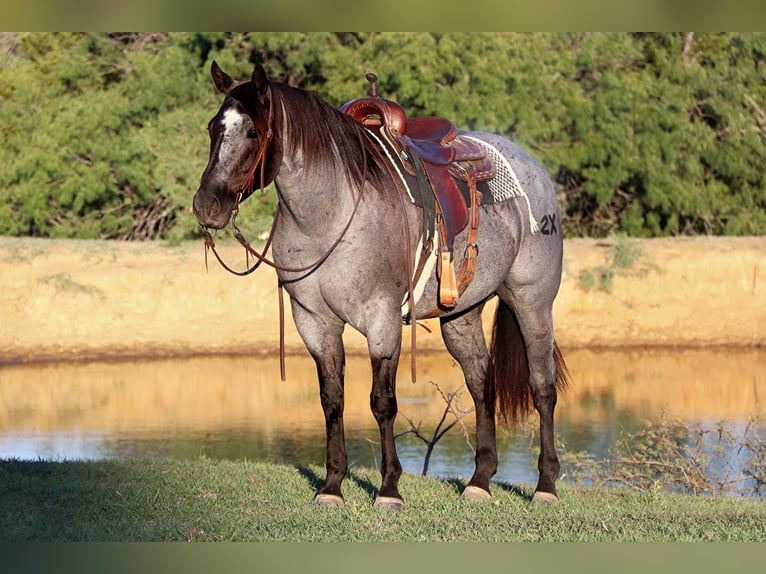 American Quarter Horse Gelding 8 years 15 hh Roan-Blue in Cleburne. TX