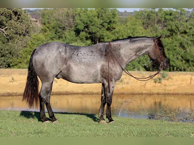American Quarter Horse Gelding 8 years 15 hh Roan-Blue in Cleburne. TX