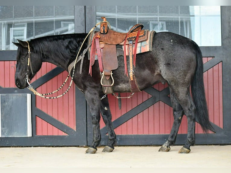 American Quarter Horse Gelding 8 years 15 hh Roan-Blue in Rebersburg