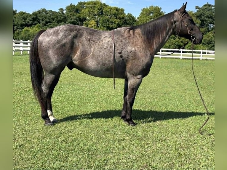 American Quarter Horse Gelding 8 years 15 hh Roan-Blue in Dawson Ga