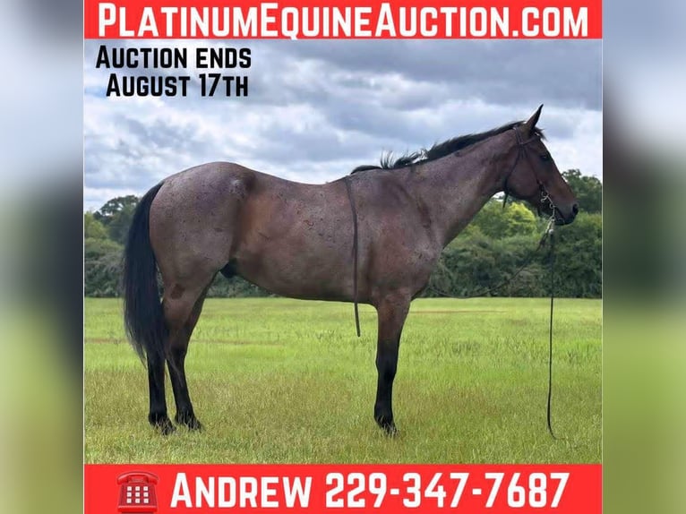 American Quarter Horse Gelding 8 years 15 hh Roan-Blue in Dawson Ga