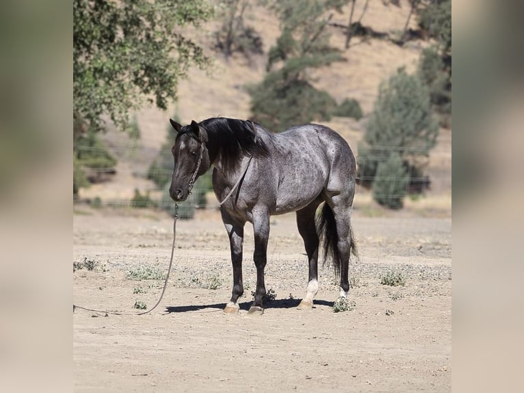 American Quarter Horse Gelding 8 years 15 hh Roan-Blue in Paicines CA