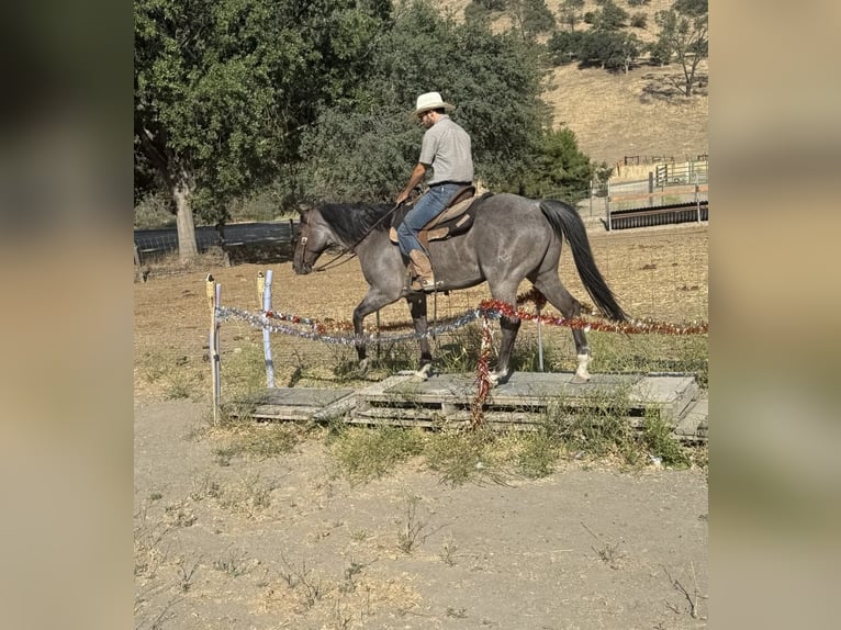 American Quarter Horse Gelding 8 years 15 hh Roan-Blue in Paicines CA