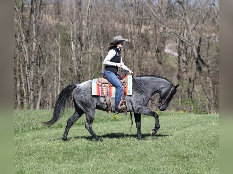 American Quarter Horse Gelding 8 years 15 hh Roan-Blue in Mount Vernon, KY