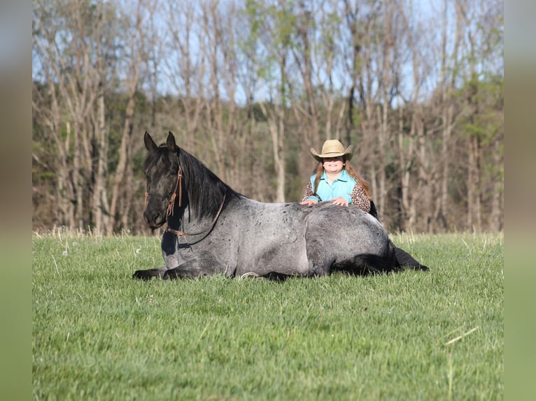 American Quarter Horse Gelding 8 years 15 hh Roan-Blue in Mount Vernon, KY