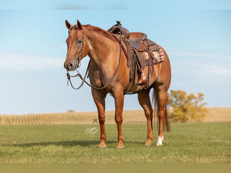 American Quarter Horse Gelding 8 years 15 hh Roan-Red in River Falls, WI