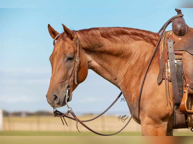 American Quarter Horse Gelding 8 years 15 hh Roan-Red in River Falls, WI