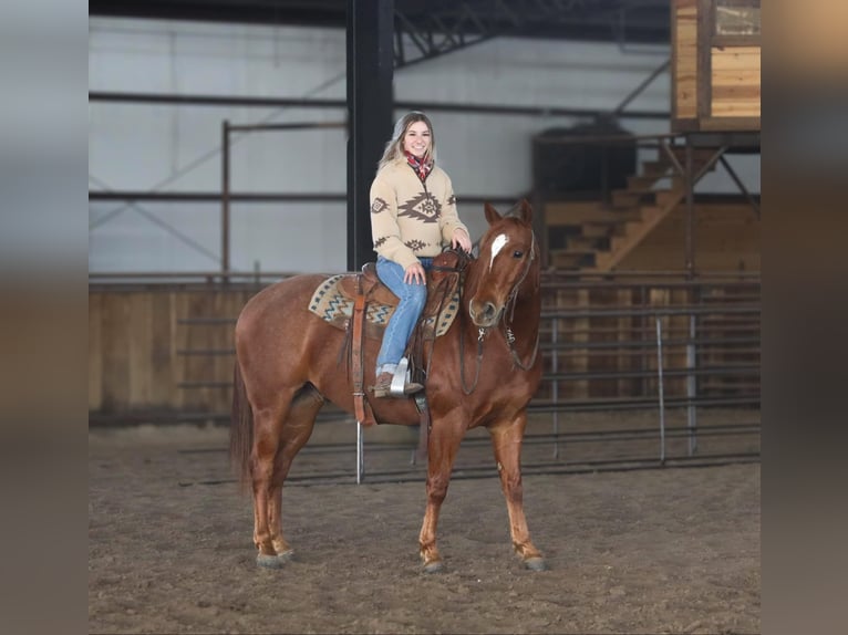 American Quarter Horse Gelding 8 years 15 hh Roan-Red in 6604380306