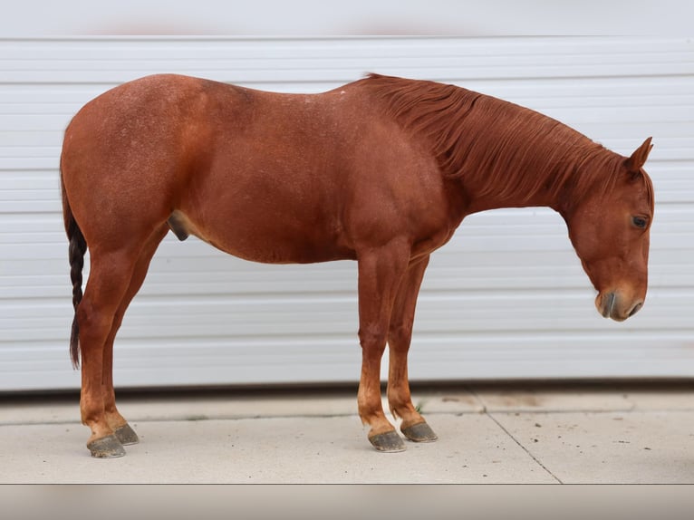 American Quarter Horse Gelding 8 years 15 hh Roan-Red in 6604380306