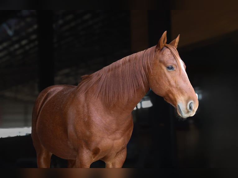 American Quarter Horse Gelding 8 years 15 hh Roan-Red in 6604380306