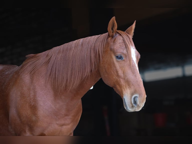 American Quarter Horse Gelding 8 years 15 hh Roan-Red in 6604380306