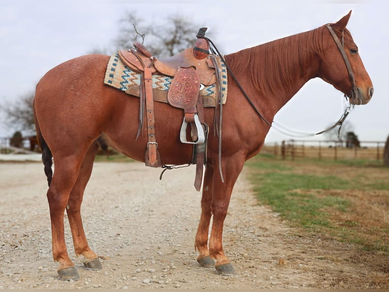 American Quarter Horse Gelding 8 years 15 hh Roan-Red in 6604380306