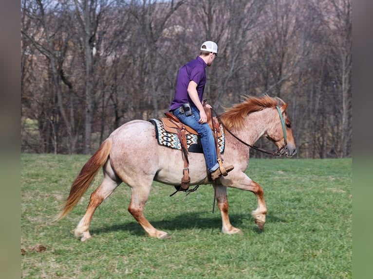 American Quarter Horse Gelding 8 years 15 hh Roan-Red in Level Green KY