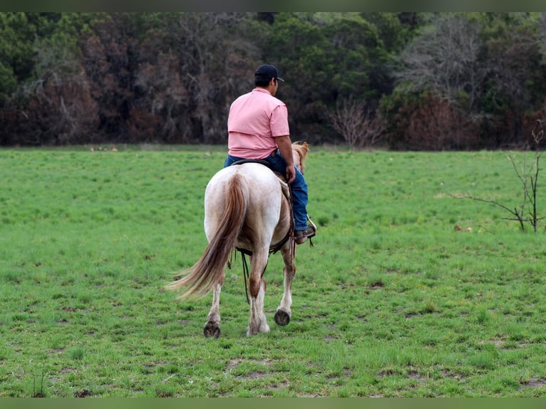 American Quarter Horse Gelding 8 years 15 hh Roan-Red in Stephenville TX