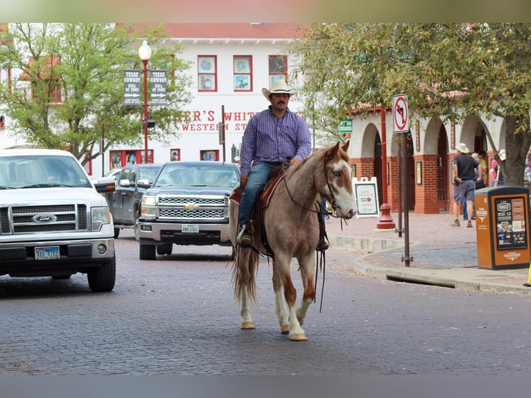American Quarter Horse Gelding 8 years 15 hh Roan-Red in Stephenville TX