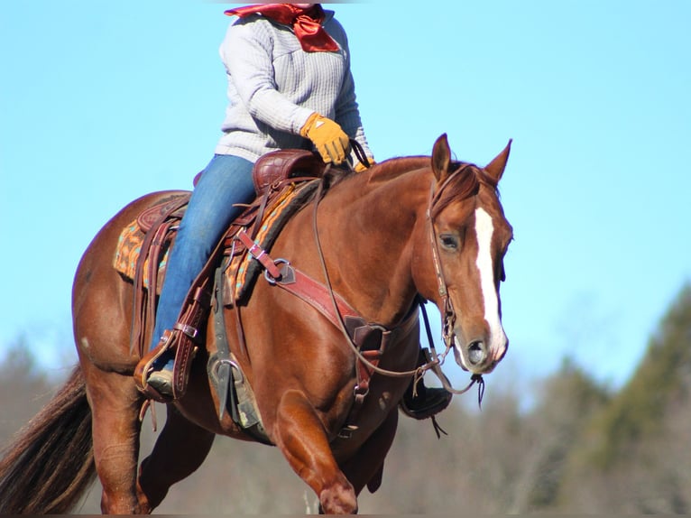 American Quarter Horse Gelding 8 years 15 hh Sorrel in Clarion, PA