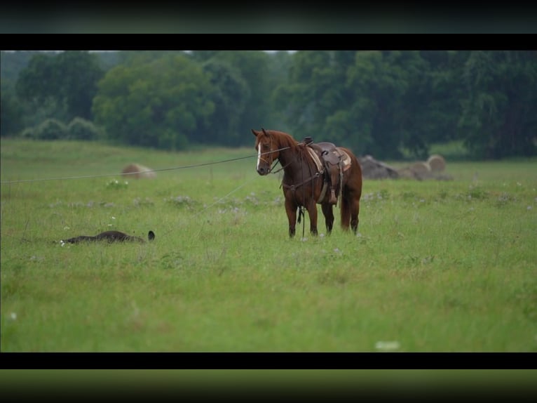American Quarter Horse Gelding 8 years 15 hh Sorrel in Weatherford, TX