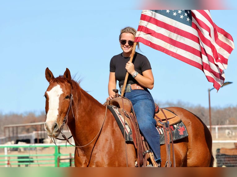 American Quarter Horse Gelding 8 years 15 hh Sorrel in Mineral Wells