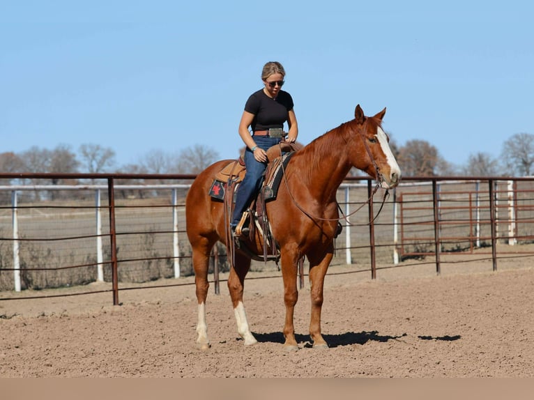 American Quarter Horse Gelding 8 years 15 hh Sorrel in Mineral Wells