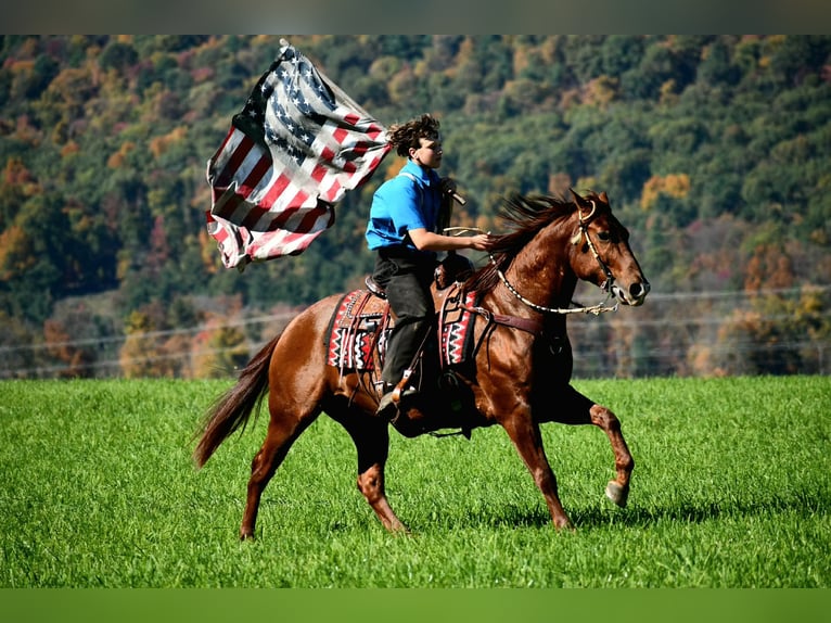 American Quarter Horse Gelding 8 years 15 hh Sorrel in Rebersburg