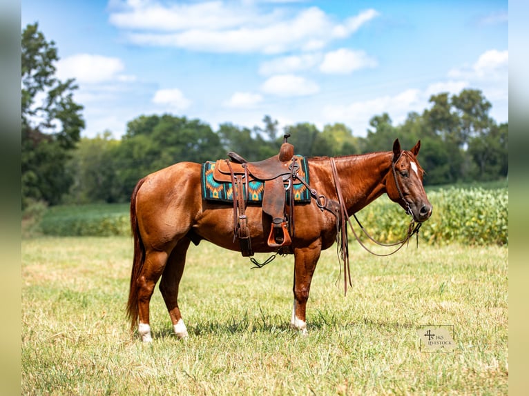 American Quarter Horse Gelding 8 years 15 hh Sorrel in Santa Fe