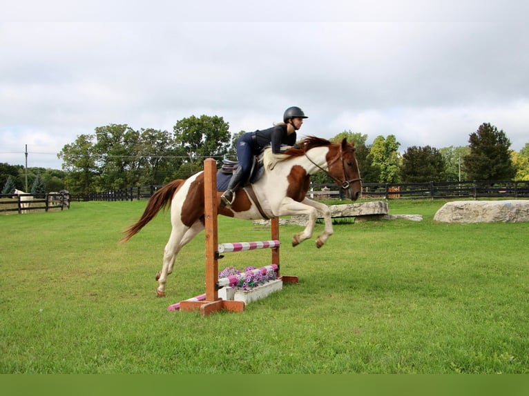 American Quarter Horse Gelding 8 years 15 hh Sorrel in Highland MI