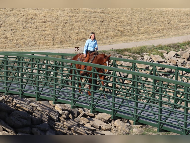 American Quarter Horse Gelding 8 years 15 hh Sorrel in Jackson TX