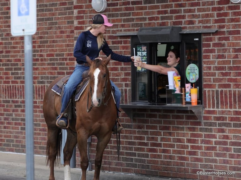 American Quarter Horse Gelding 8 years 15 hh Sorrel in Weatherford TX