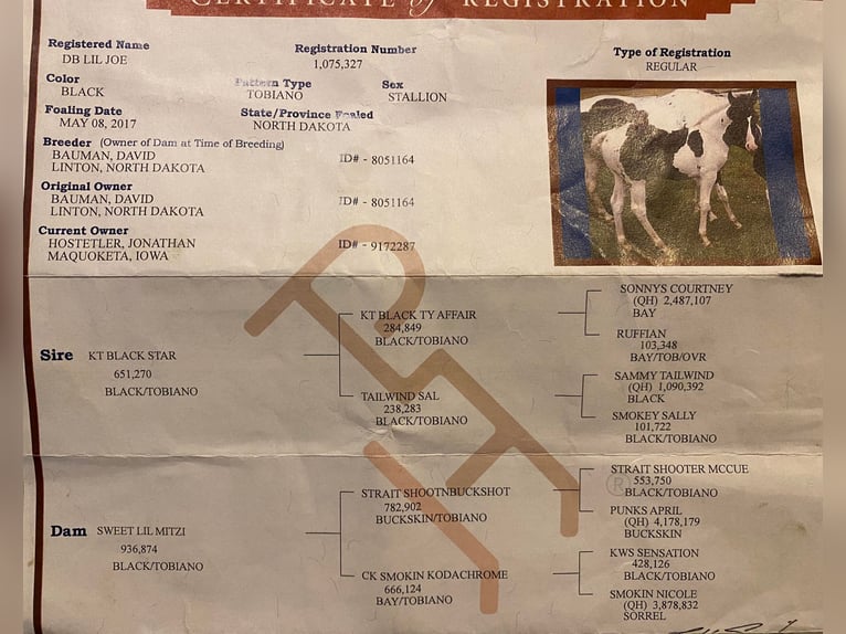 American Quarter Horse Gelding 8 years 15 hh Tobiano-all-colors in Amarillo TX