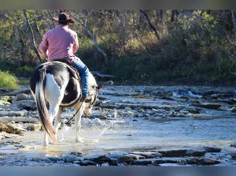 American Quarter Horse Gelding 8 years 15 hh Tobiano-all-colors in Stephenville Tx