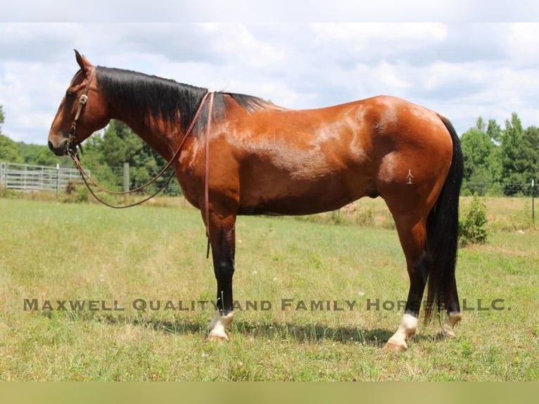 American Quarter Horse Gelding 8 years 15,1 hh Bay in Cherryville NC