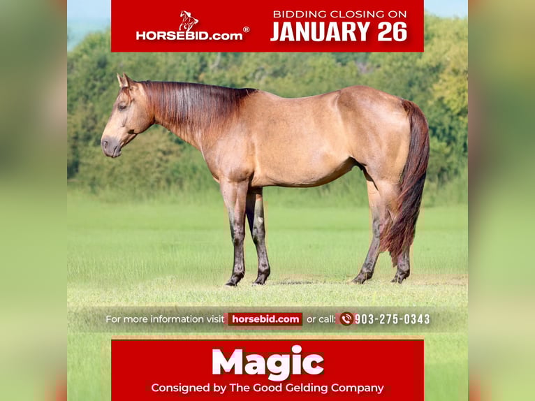 American Quarter Horse Gelding 8 years 15,1 hh Buckskin in Athens