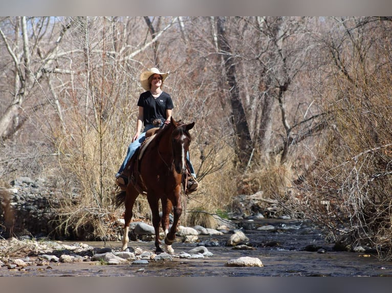 American Quarter Horse Gelding 8 years 15,1 hh Chestnut in Camp Verde AZ