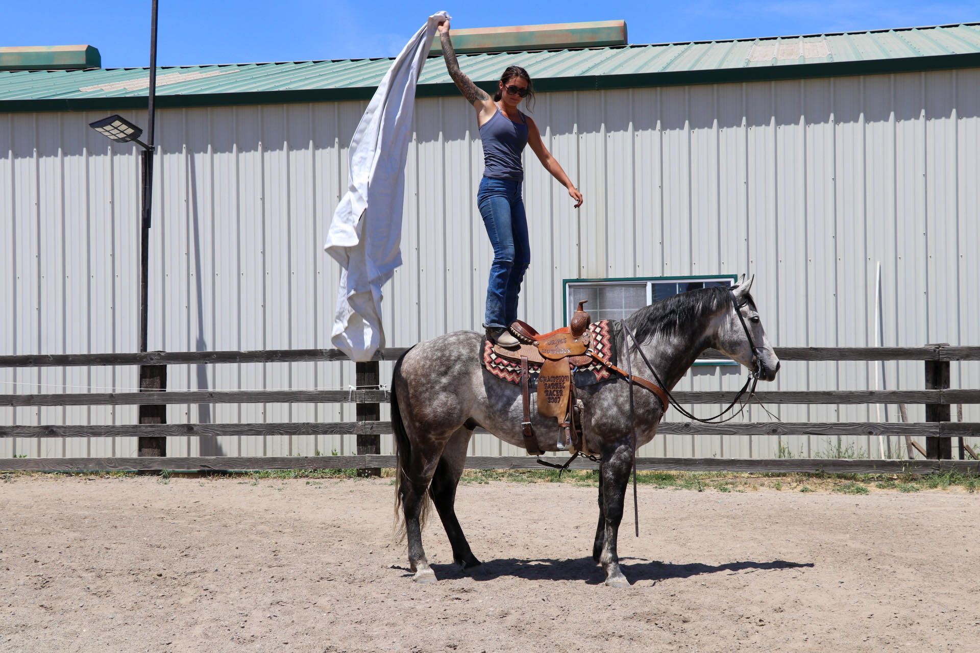American Quarter Horse Gelding 8 years 15,1 hh Grey-Dapple in Pleasant Grove CA
