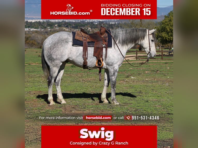 American Quarter Horse Gelding 8 years 15,1 hh Grey in Norco